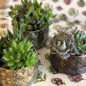 Mini Succulent Planters