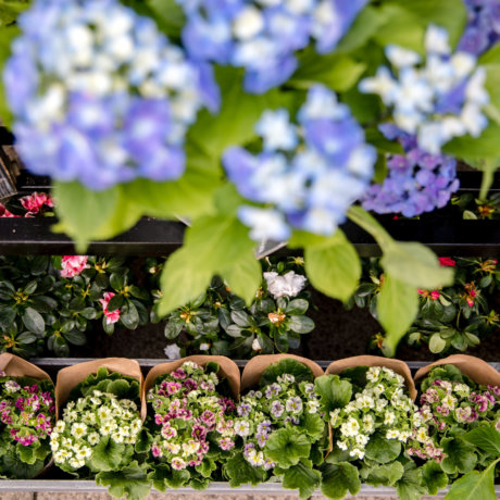 florist shop display from above