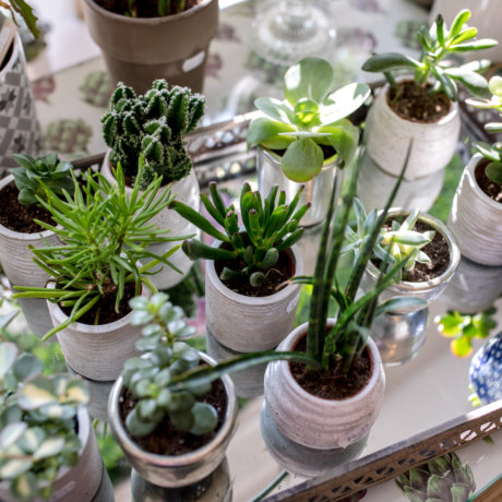 florist shop plant display