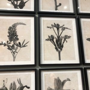 Botanical Framed Prints