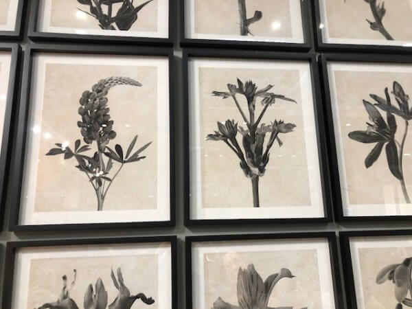 Botanical Framed Prints