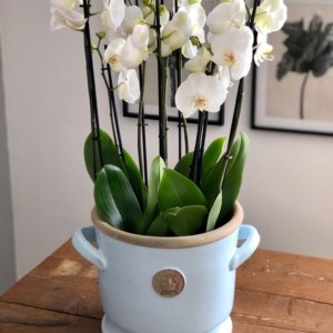Luxury Orchid Planter