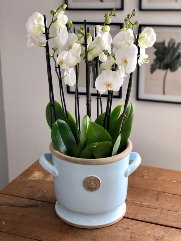 Luxury Orchid Planter