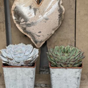 Valentine's Succs