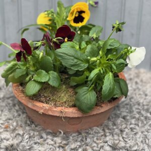 Pansy Planter